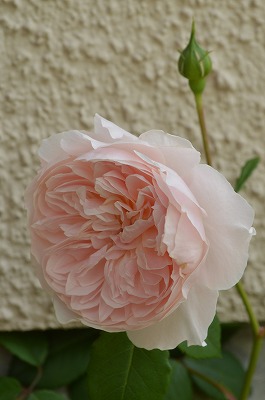 2014年6月 河内長野市 アプローチ植栽_a0233896_11335231.jpg