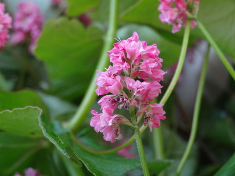 箕輪特産の赤そば高嶺ルビー夏そばの花が咲き始めました～♪  。_b0177596_857466.jpg