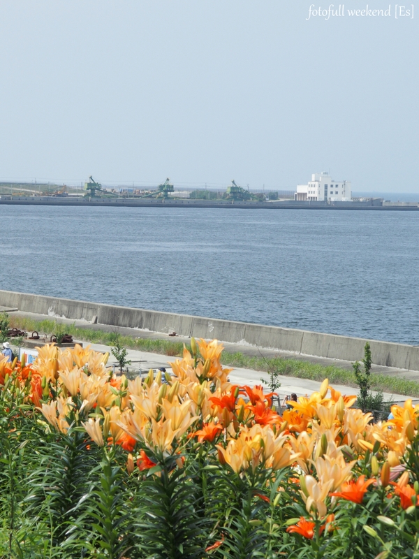 大阪舞洲ゆり園 ～ 海とゆりの競演 ①_b0138101_21132797.jpg