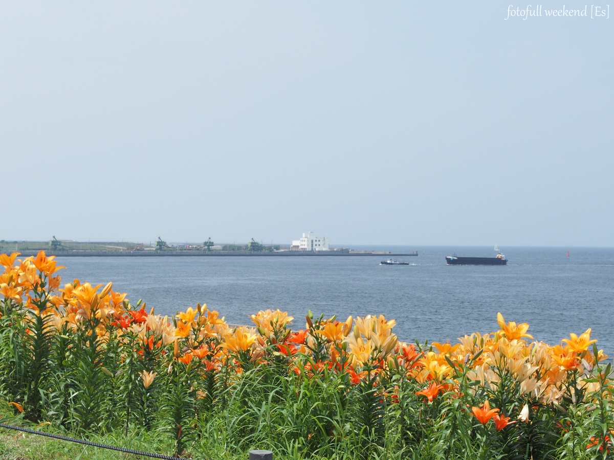 大阪舞洲ゆり園 ～ 海とゆりの競演 ①_b0138101_21133844.jpg