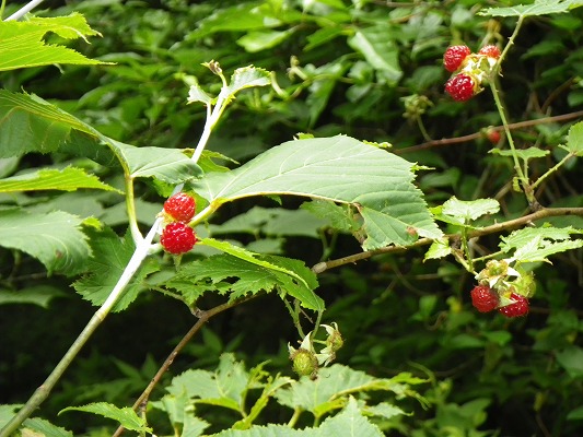 f0187402_2132079.jpg