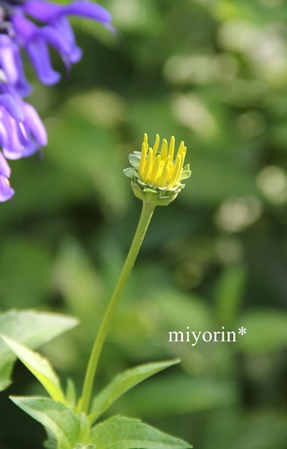 今朝の庭の様子　と　花友さんとのお出かけ～♪_a0123003_925311.jpg