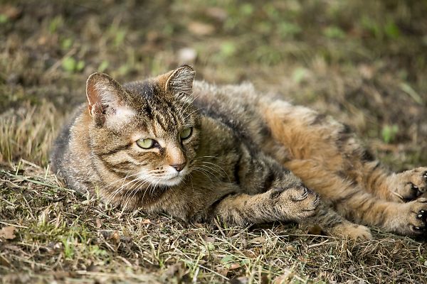 大覚寺の野良猫ちゃん_e0193503_17112029.jpg