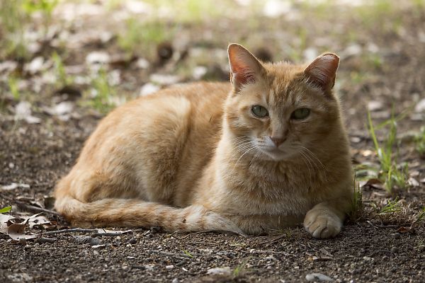 大覚寺の野良猫ちゃん_e0193503_1712149.jpg