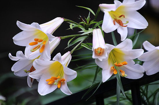 ユリの花と ニワナナカマド 子猫の迷い道