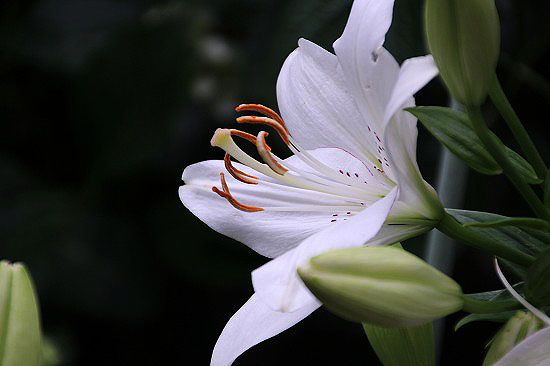 ユリの花と ニワナナカマド 子猫の迷い道 ユリの花と ニワナナカマド 子猫の迷い道