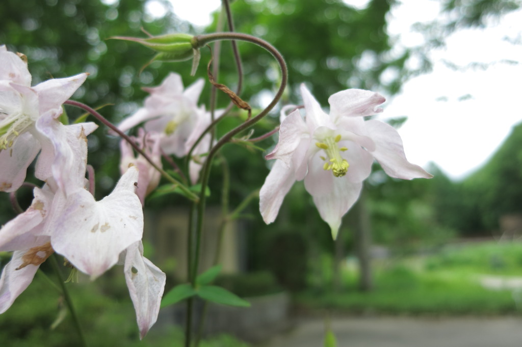 上三依水生植物園_b0189733_22493547.jpg