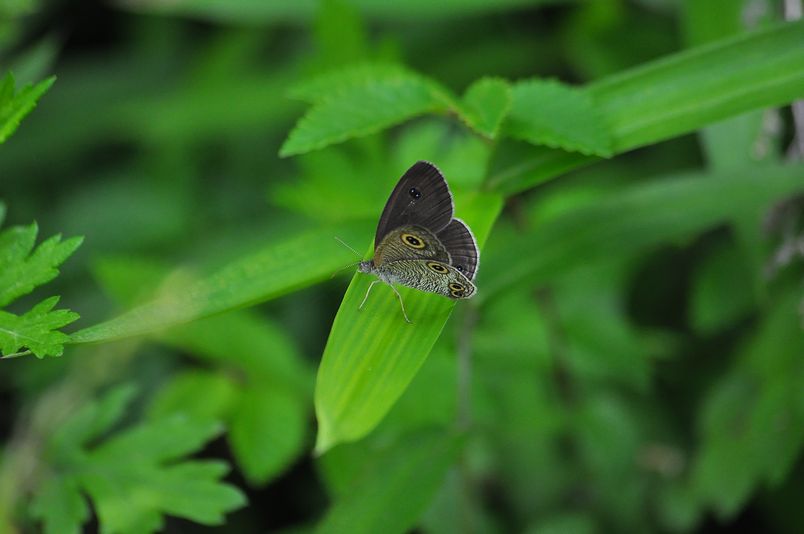 6月14日（晴れ）ﾀｲﾄﾙ：ウラナミジャノメ_f0105542_18455882.jpg