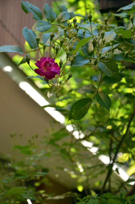 今年の薔薇たち　　（後半）_c0206047_2310357.jpg