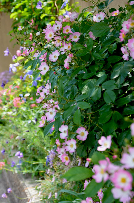 今年の薔薇たち　　（後半）_c0206047_23154613.jpg