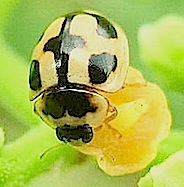 『蜜と天道虫』 ヒメカメノコテントウ Propylea japonica、ヤブガラシ Cayratia japonica_f0238961_16305544.jpg