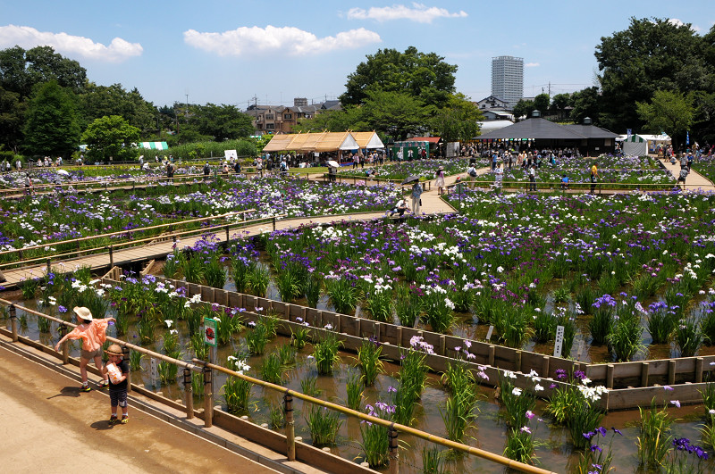 我が村の菖蒲祭り！_c0112667_1514181.jpg