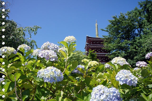 本土寺_b0192470_20524996.jpg