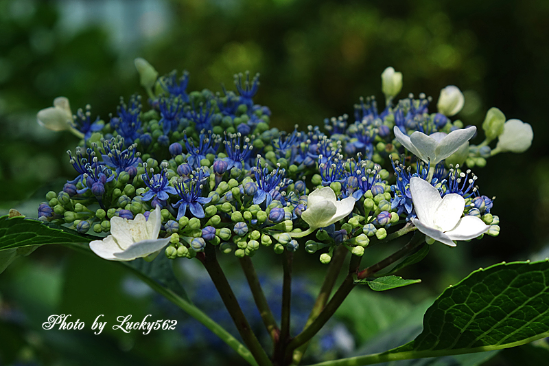 花菖蒲まつり（２）_e0002371_841273.jpg