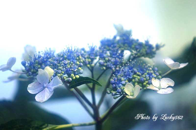 花菖蒲まつり（２）_e0002371_84359.jpg