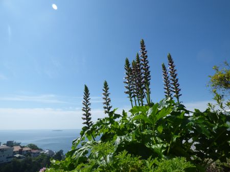 2014年6月14日 田園の快楽_b0098584_15515180.jpg