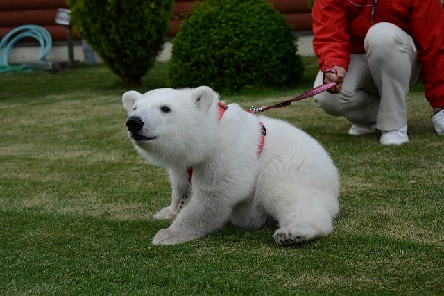 ２０１４年５月白浜パンダ見隊２　その４　クマちゃん散歩_a0052986_2342106.jpg