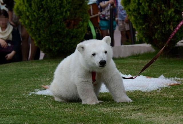 ２０１４年５月白浜パンダ見隊２　その４　クマちゃん散歩_a0052986_23451254.jpg