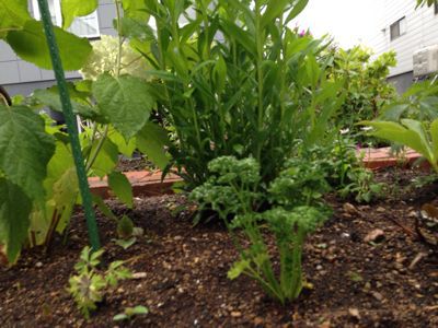 ポタジェ フランスの家庭菜園 風を纏う