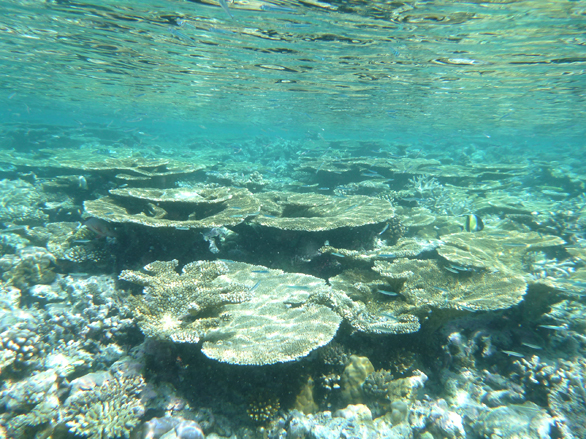 Kandolhu Island 2014-63　サンドバンクツアー　その1_c0147790_14494384.jpg