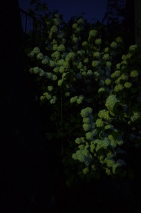 f0226293_7555479.jpg