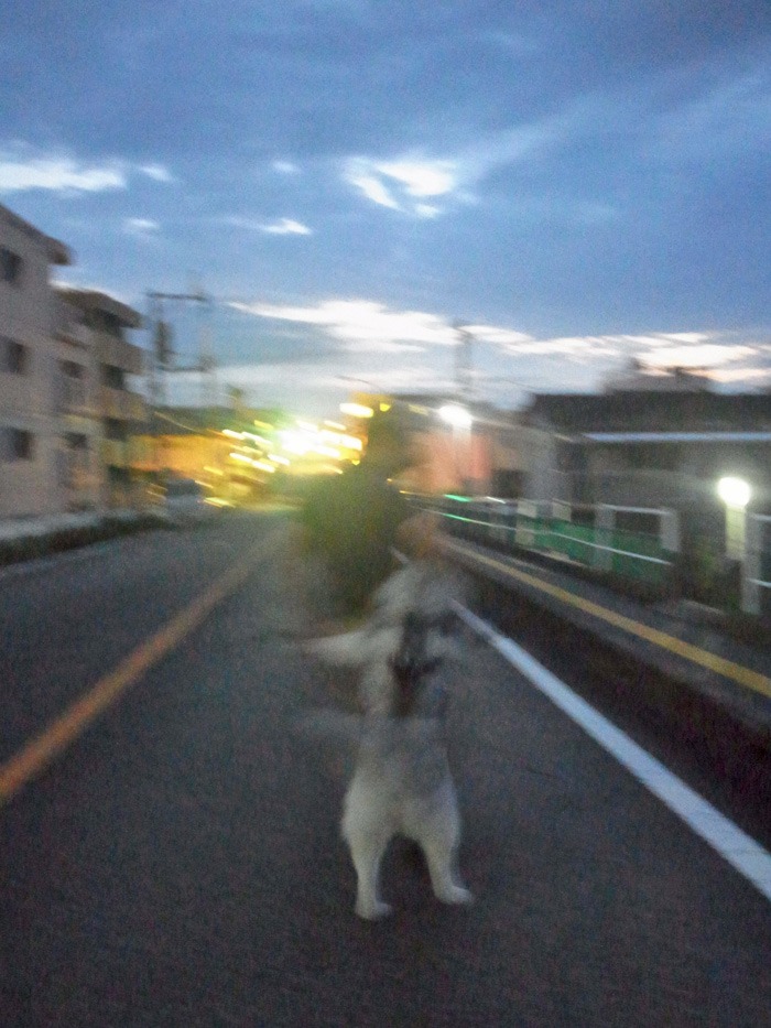 朝は涼しく 夕暮れどきは気持ちよく (^_-)_c0049299_22422559.jpg
