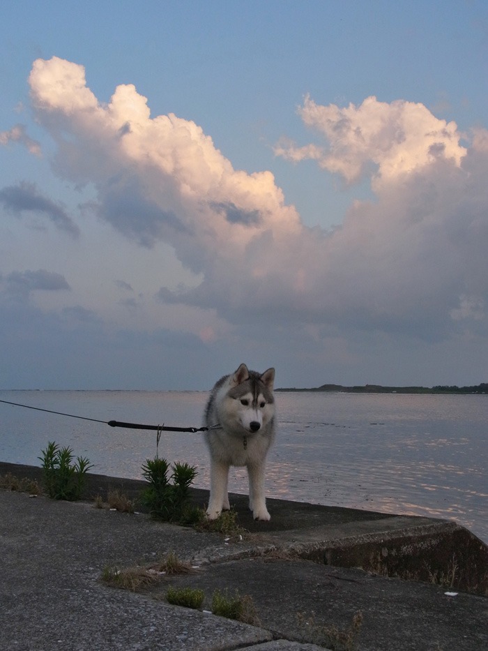 朝は涼しく 夕暮れどきは気持ちよく (^_-)_c0049299_2259660.jpg