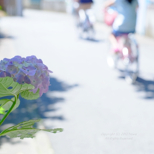 梅雨の晴れ間に自転車に乗って_b0253706_19552222.jpg