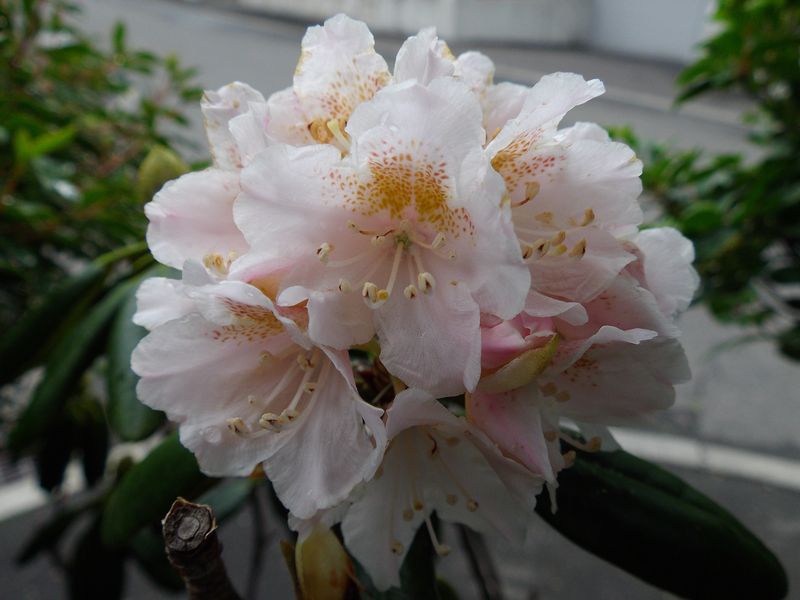 一日太陽は見えず、雨がちな午後_c0025115_2124741.jpg