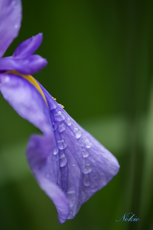 梅雨の季節_f0173817_2131562.jpg