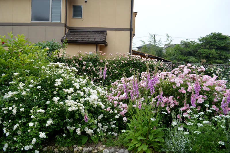 d0096422_15361080.jpg