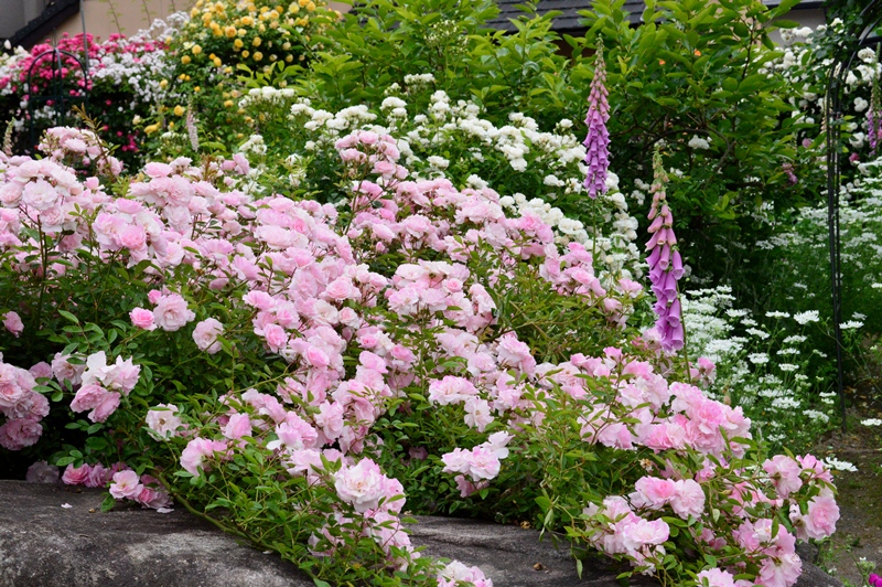 d0096422_15381962.jpg