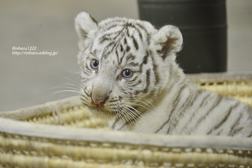 2014 6 14 伊豆アニマルキングダム ホワイトタイガーの赤ちゃん シロップ White Tiger 青空に浮かぶ月を眺めながら