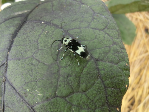 ミニ田植えとカミキリムシちゃんとトマトの挿し木_a0243325_916441.jpg