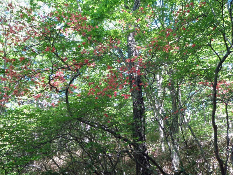 黒川鶏冠山　ブナ歩きは最高！_d0000031_13461365.jpg