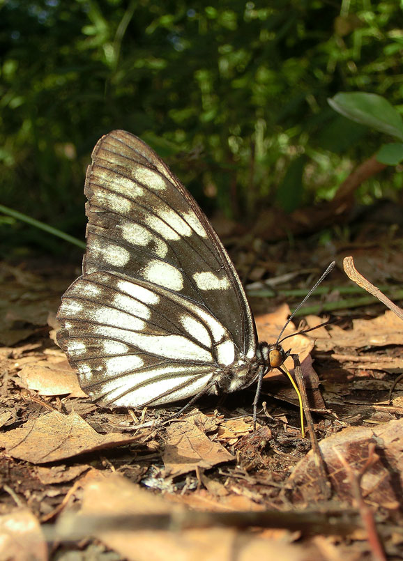 青く輝き日本代表応援　と　自宅のベランダ in2014.06.14~15　_a0126632_8114471.jpg