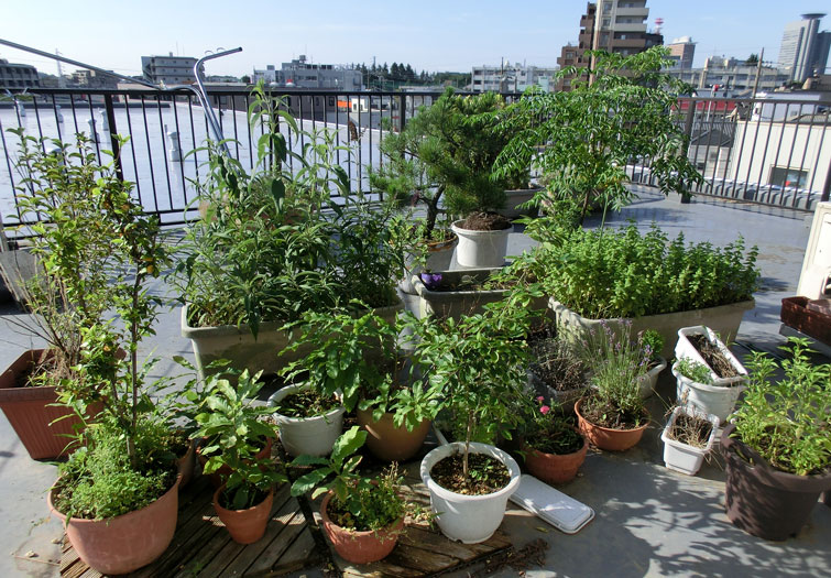 a0126632_8233498.jpg