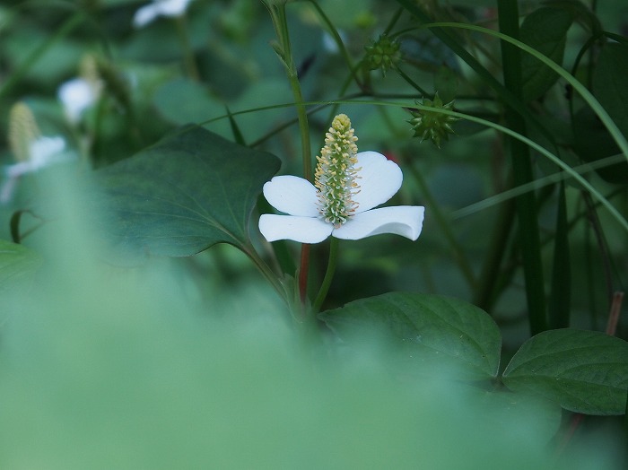 吊り橋と山の花（わたしのお気に入り）_f0327034_20352658.jpg