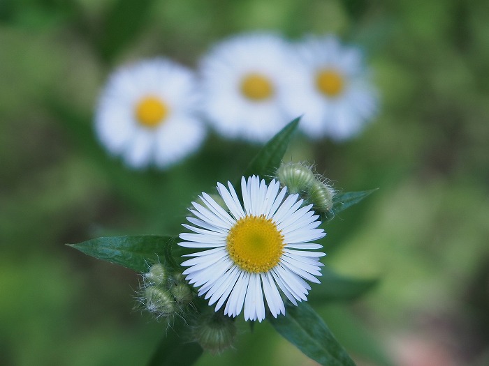 吊り橋と山の花（わたしのお気に入り）_f0327034_20352935.jpg