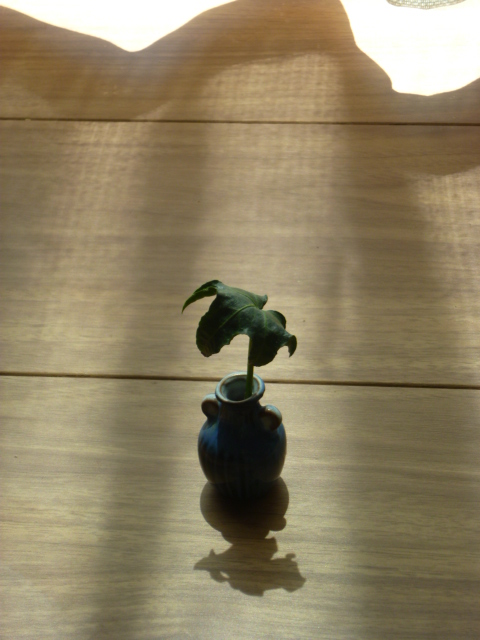 一匹狼!? (私のお気に入り)_f0340942_19214509.jpg