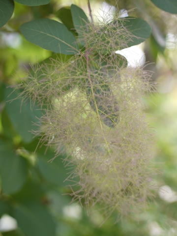 e0100046_20555157.jpg