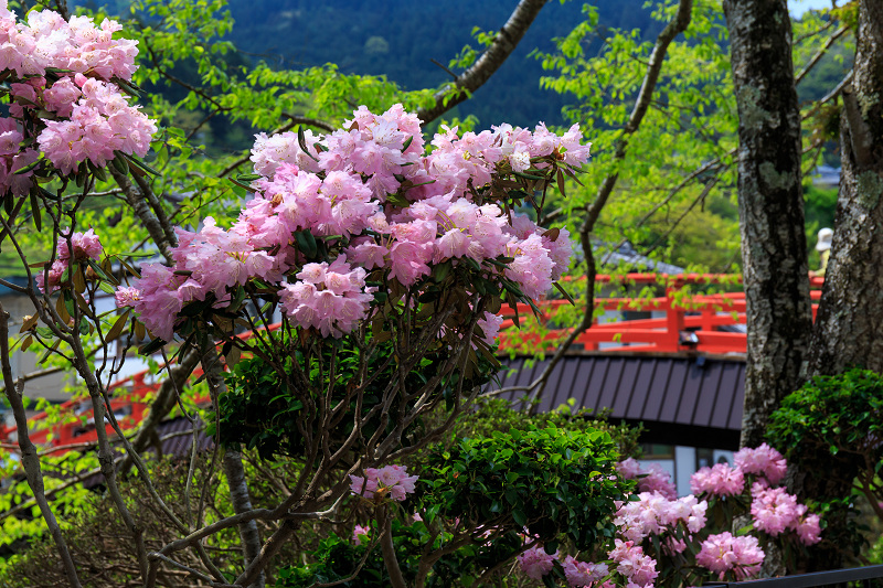シャクナゲ満開!室生寺(前編)_f0155048_1840215.jpg