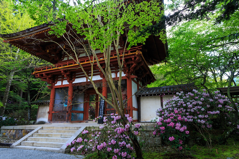 シャクナゲ満開!室生寺(前編)_f0155048_18404571.jpg