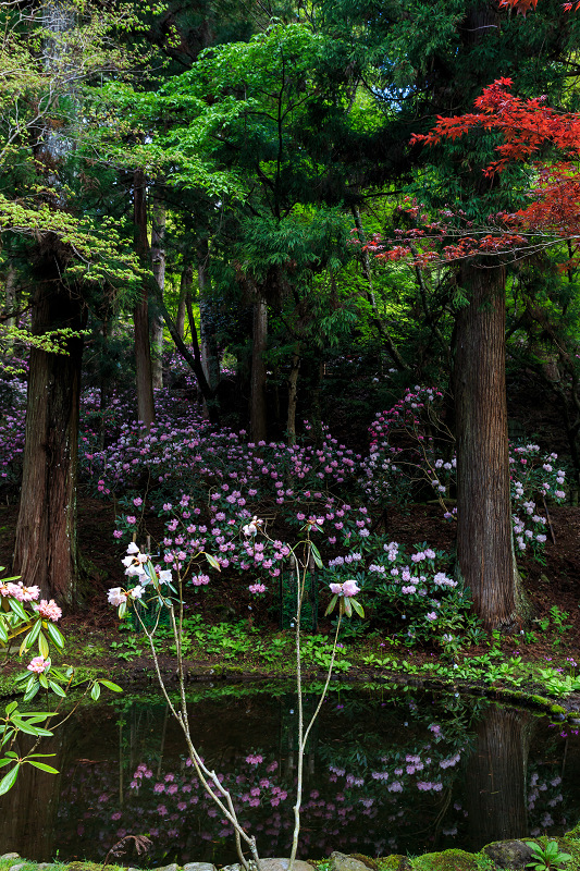 シャクナゲ満開!室生寺(前編)_f0155048_18405412.jpg