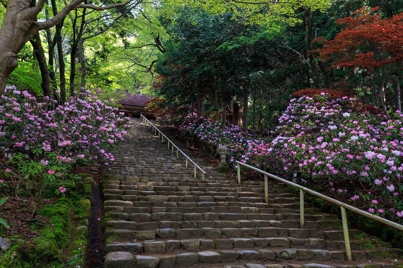 シャクナゲ満開!室生寺(前編)_f0155048_18413448.jpg
