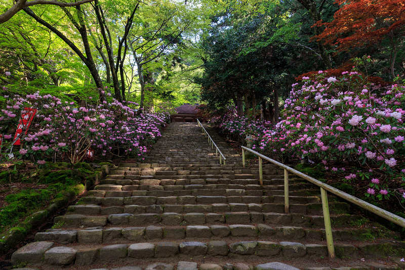 シャクナゲ満開!室生寺(前編)_f0155048_18413714.jpg
