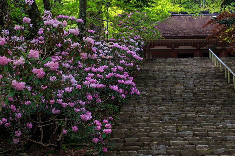 シャクナゲ満開!室生寺(前編)_f0155048_18414076.jpg