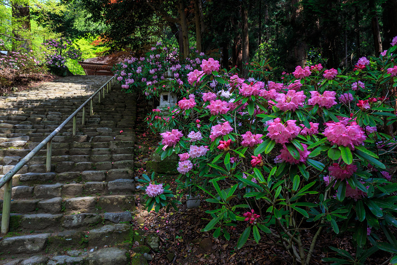 シャクナゲ満開!室生寺(前編)_f0155048_18425424.jpg