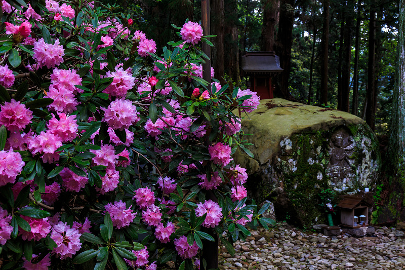 シャクナゲ満開!室生寺(前編)_f0155048_1843104.jpg