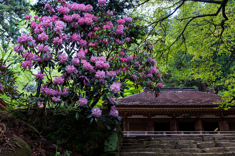 シャクナゲ満開!室生寺(前編)_f0155048_1843490.jpg